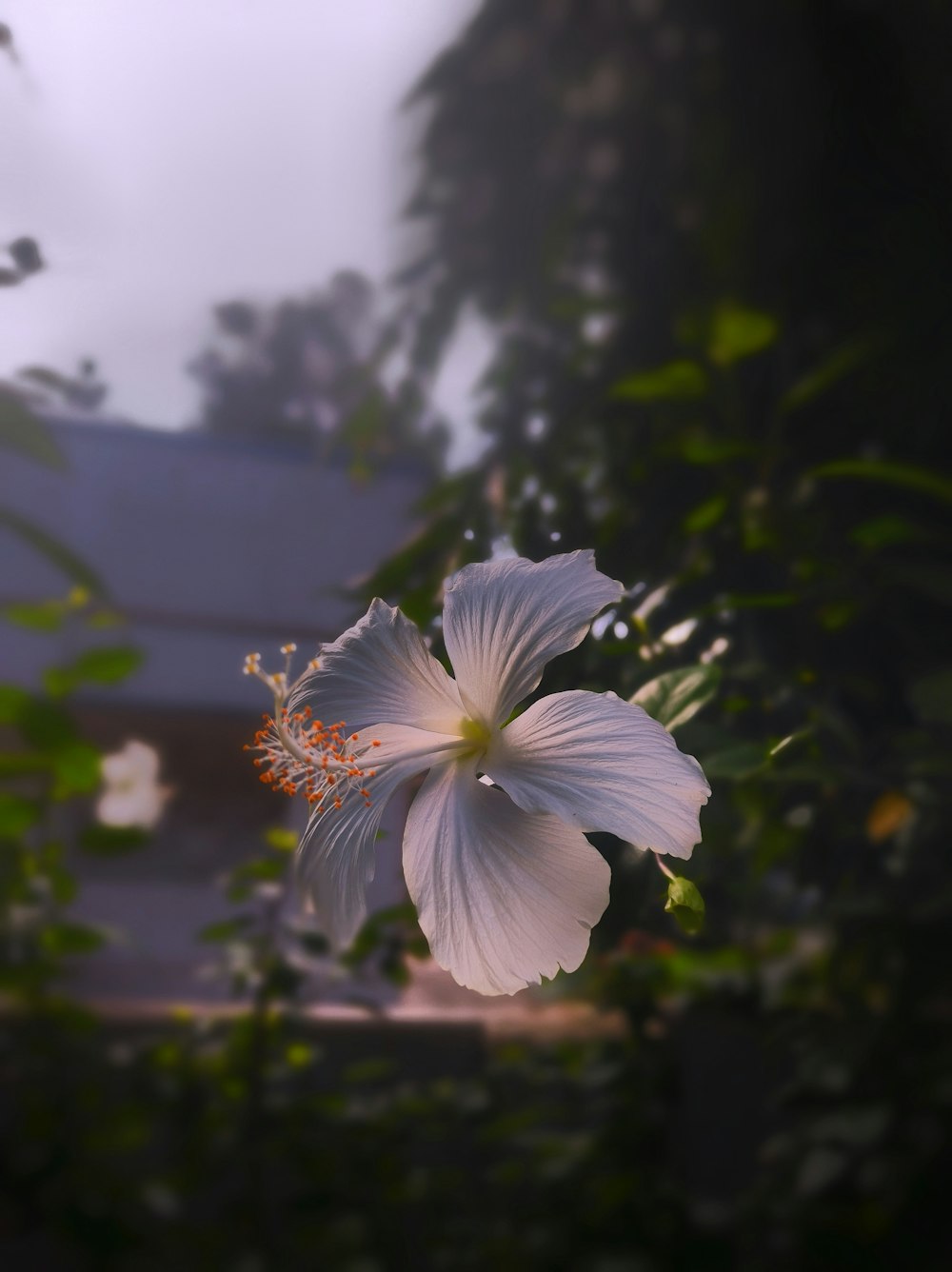 a white flower with a house in the background