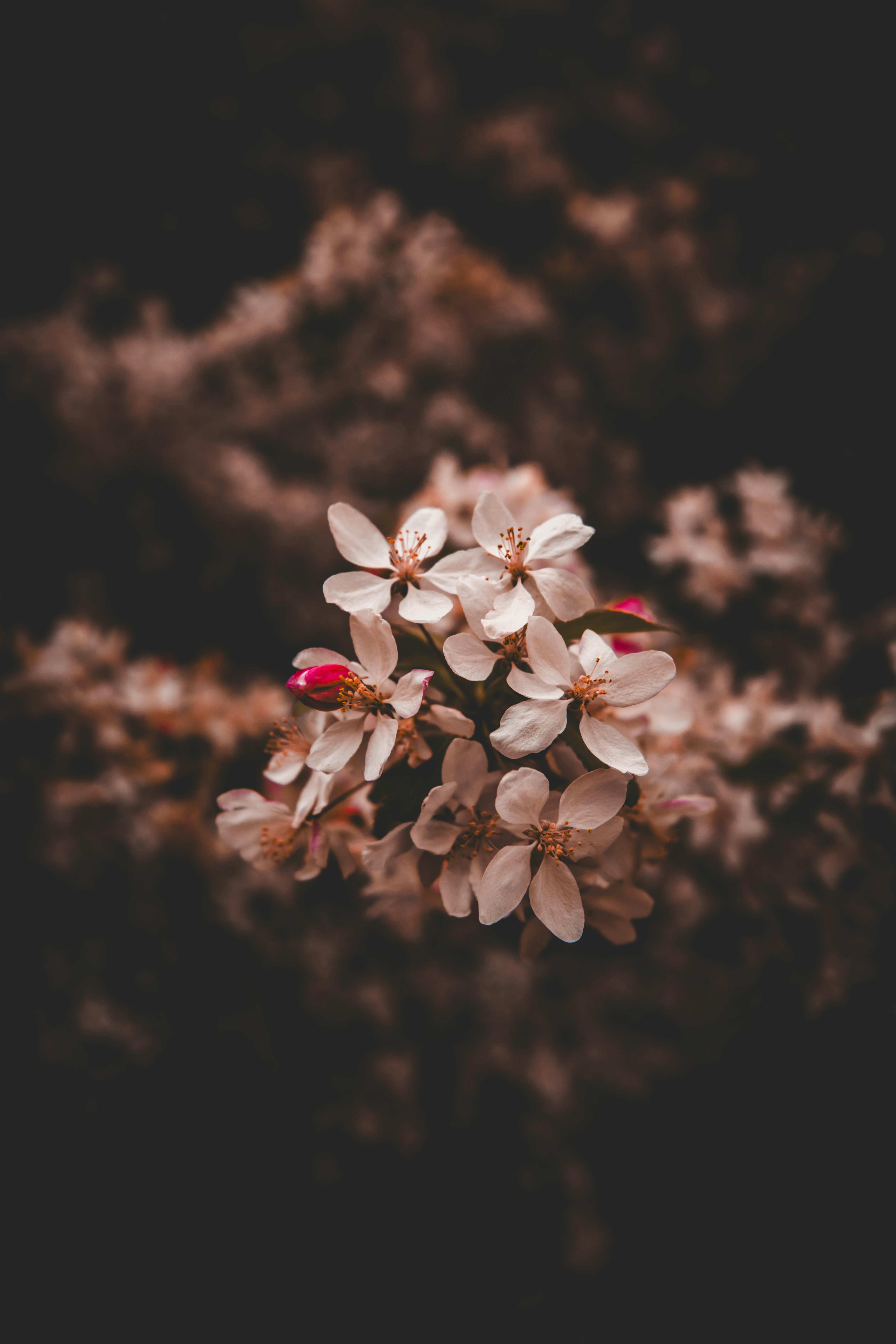 a bunch of flowers that are in the dirt