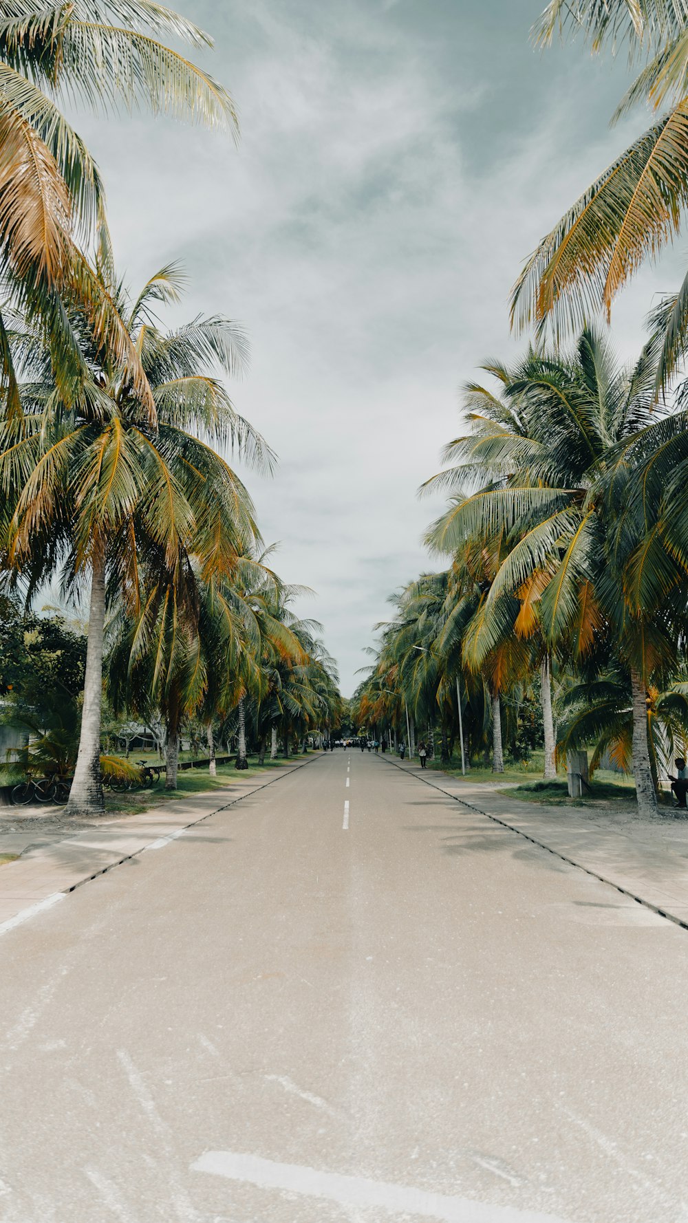 a palm tree lined street with a sky background