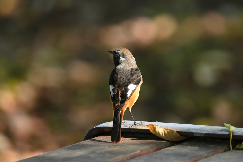 a small bird standing on top of a roof