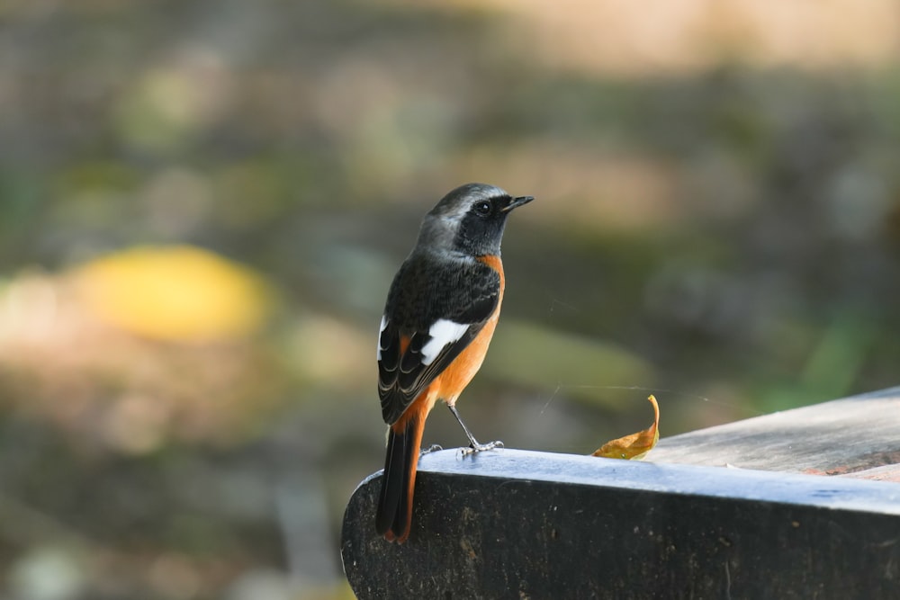 a small bird perched on top of a wooden bench
