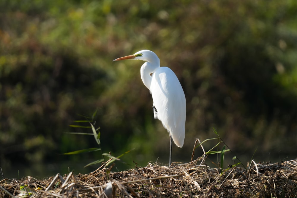 a white bird standing on top of a pile of dirt
