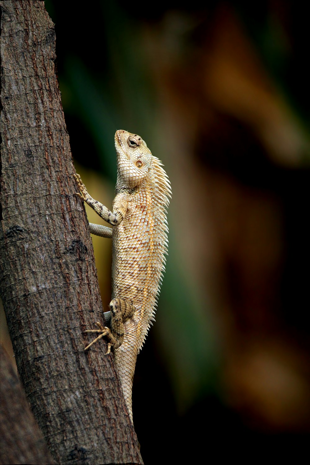 a lizard that is sitting on a tree