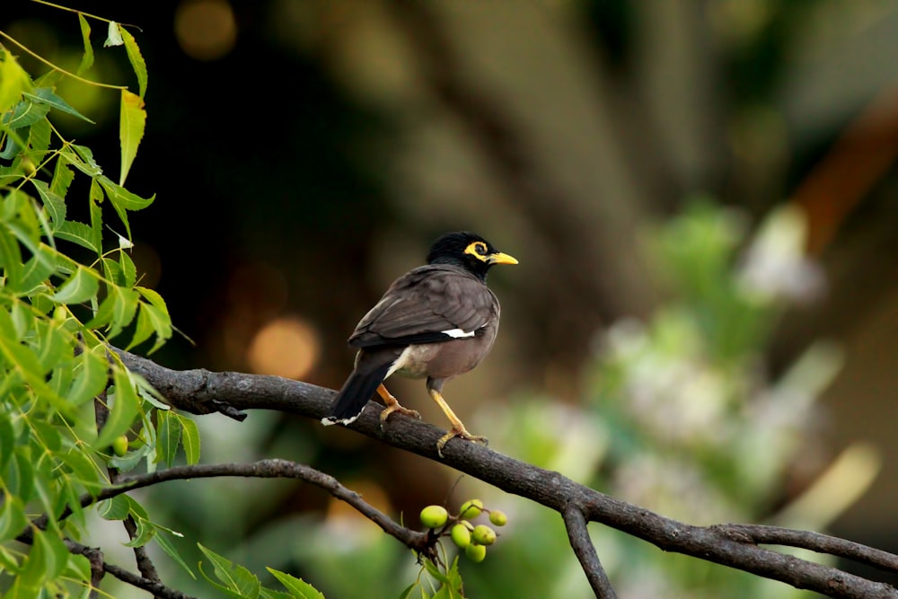 a bird sitting on a branch of a tree