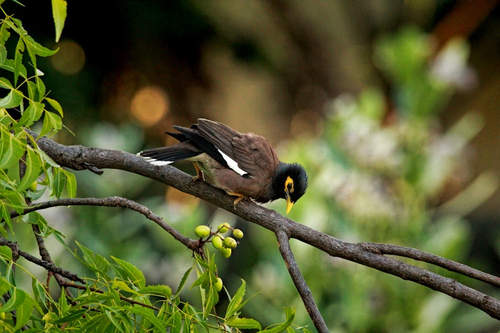 a small bird perched on a branch of a tree