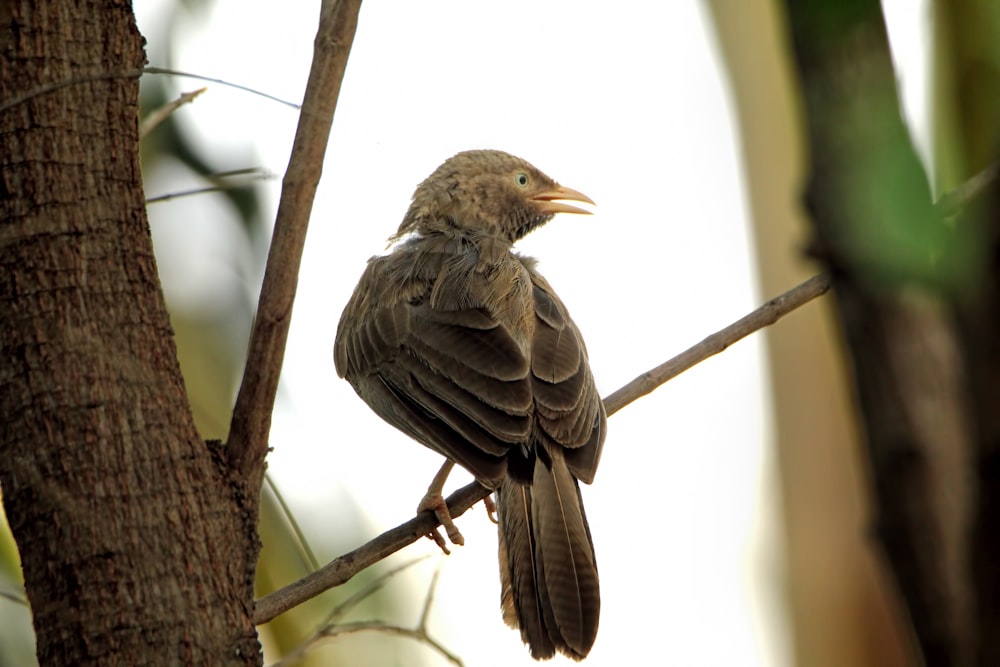 a bird sitting on a branch of a tree