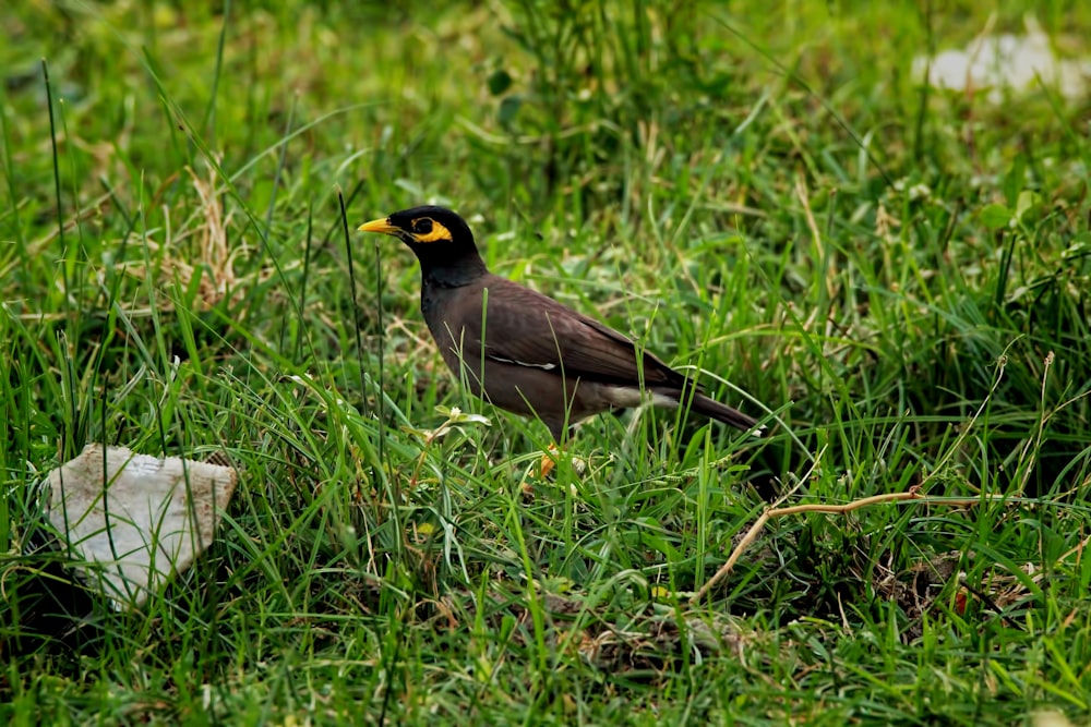 a bird standing in the grass next to a rock