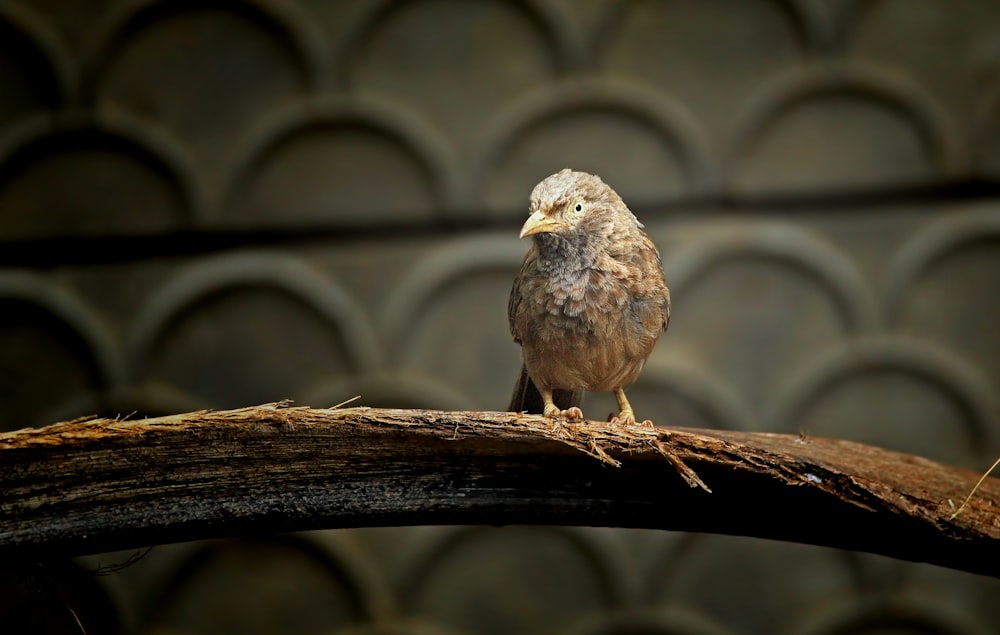 a small bird sitting on a wooden branch