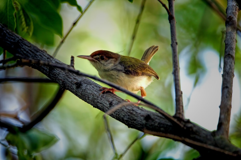 a small bird perched on top of a tree branch