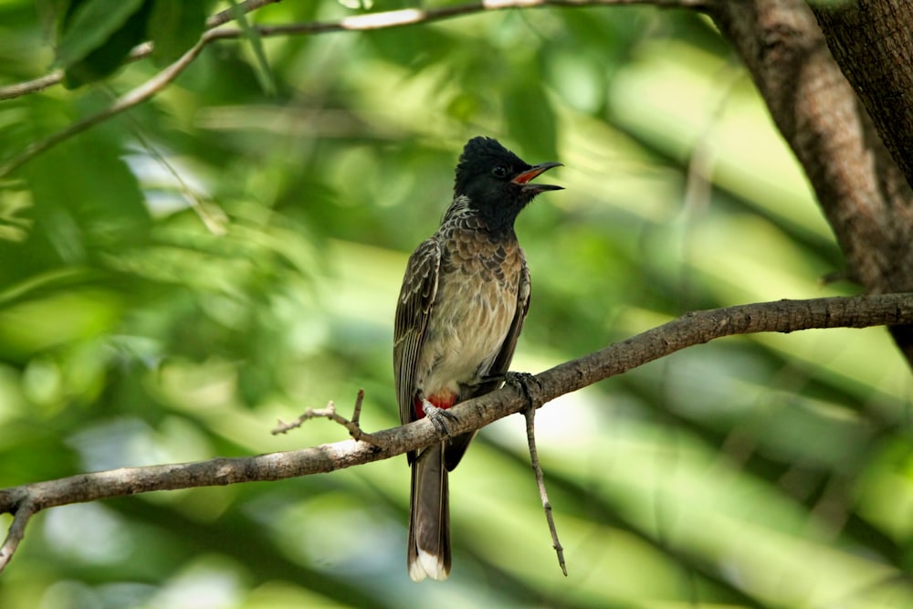 a bird sitting on a branch of a tree