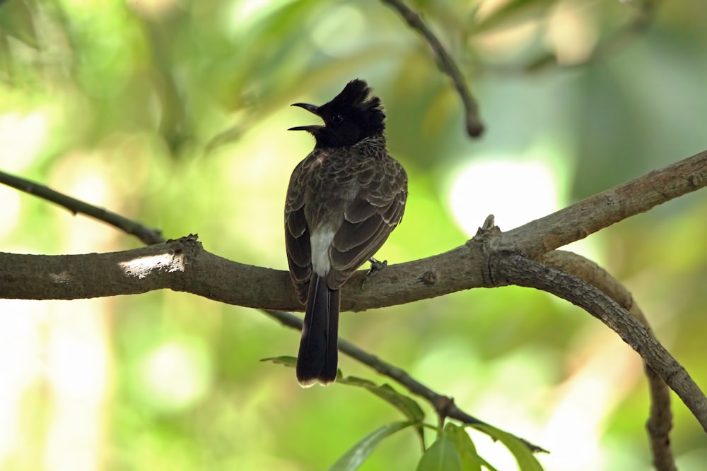 a small bird perched on a tree branch