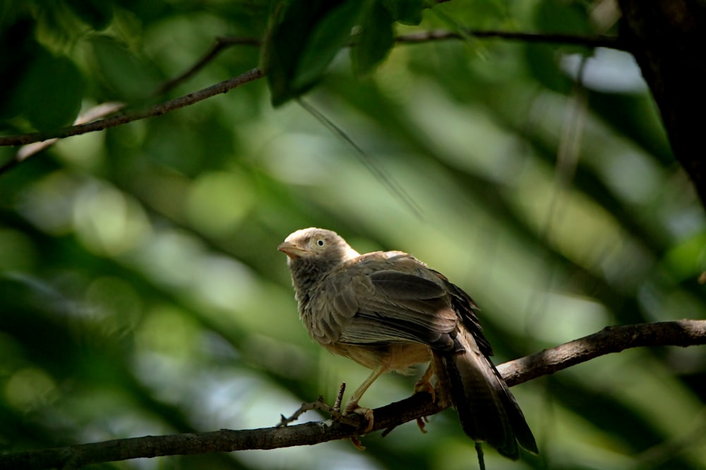 a bird perched on a branch in a tree