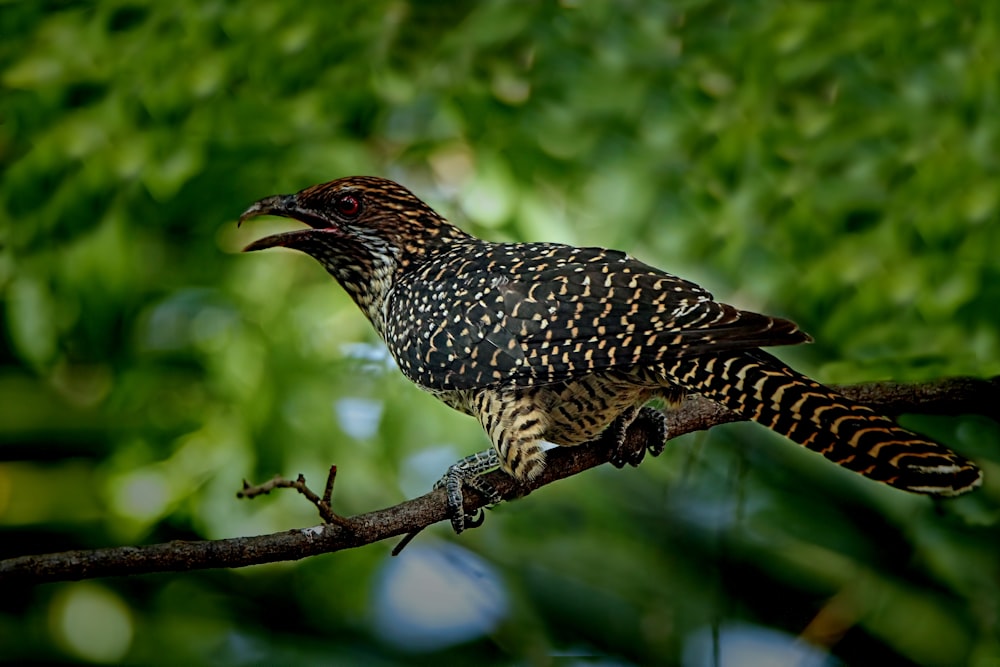 ein Vogel, der auf einem Ast in einem Baum sitzt