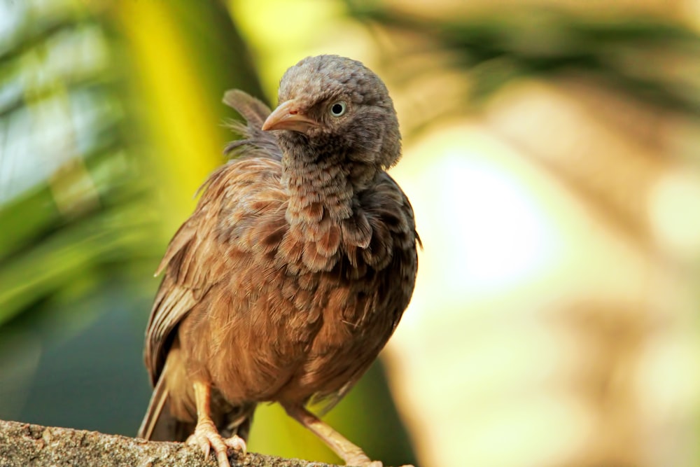 a brown bird sitting on top of a tree branch