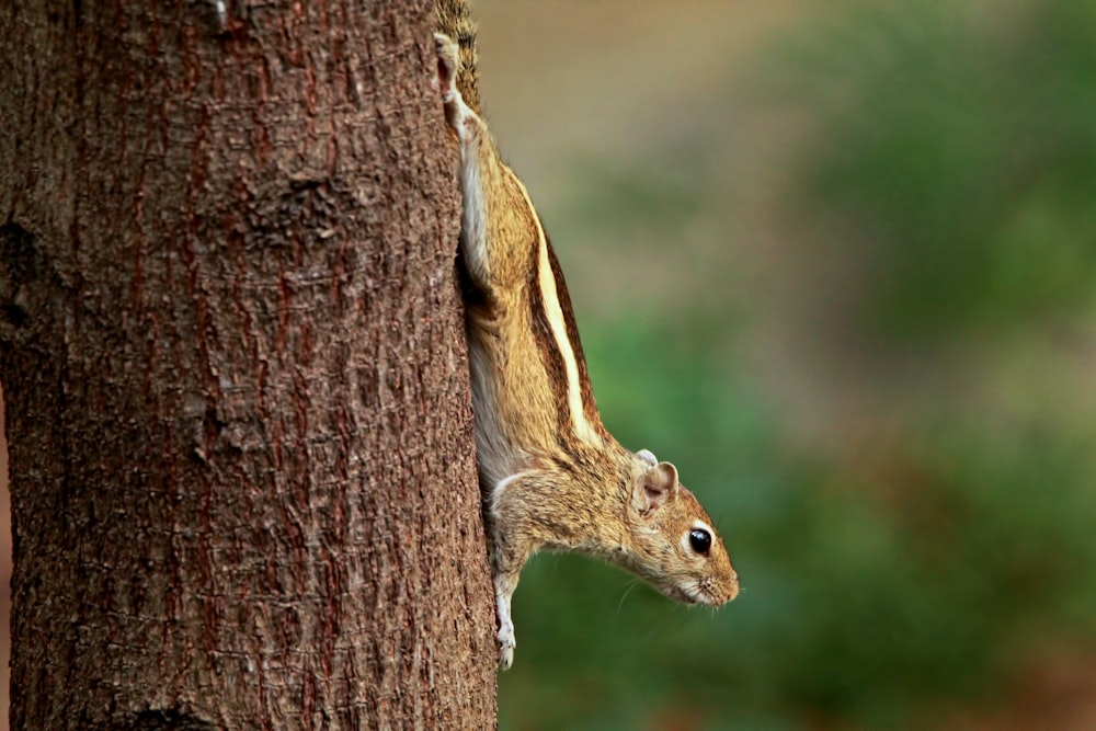 a squirrel climbing up the side of a tree