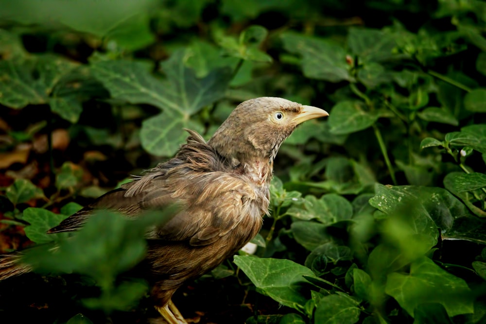 a brown bird sitting on top of a lush green field