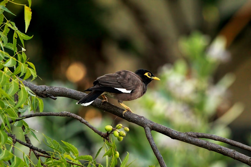 a bird sitting on a branch of a tree