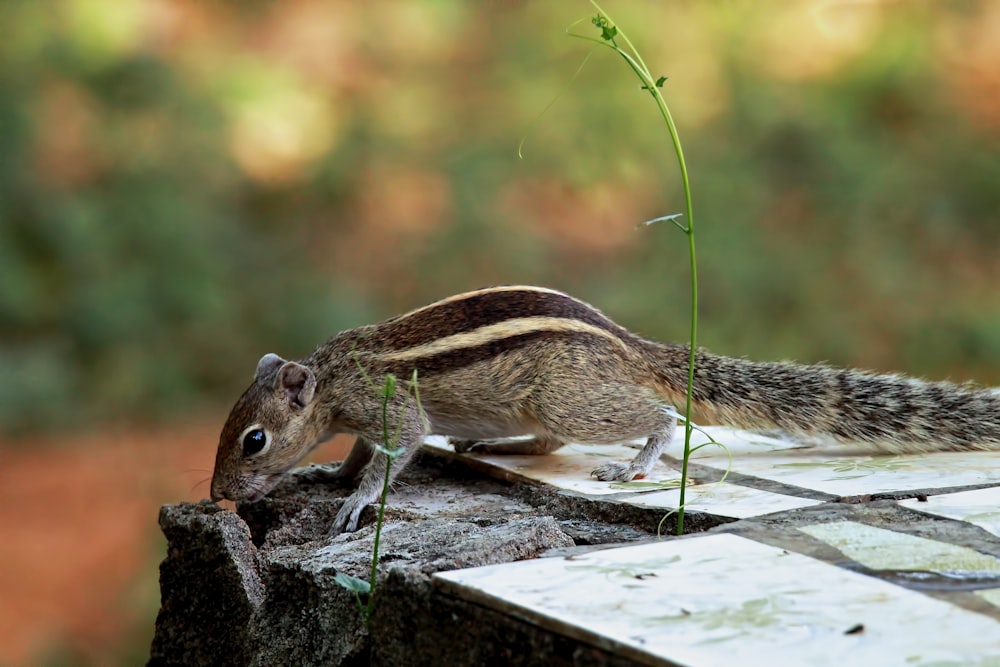 a small animal is standing on a ledge