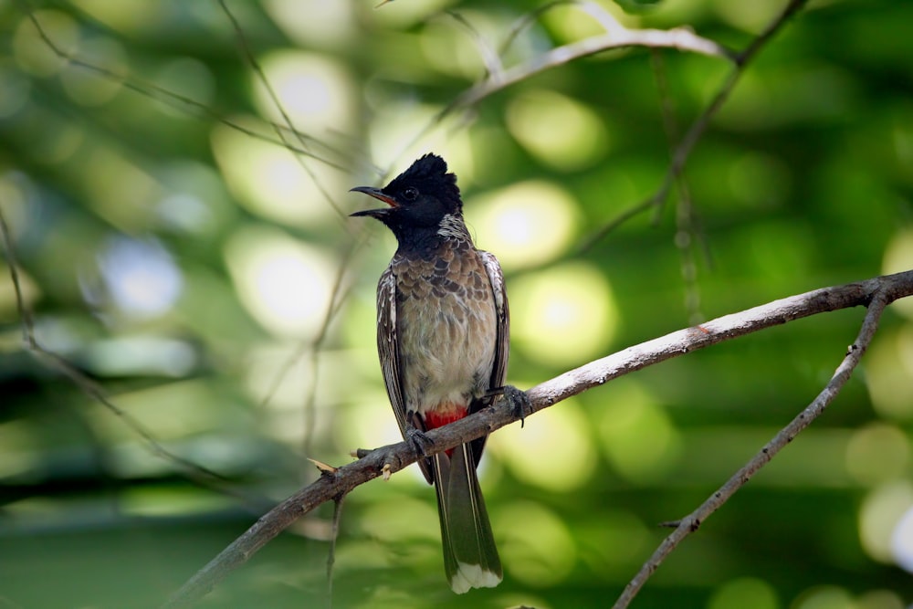 a bird sitting on a branch in a tree