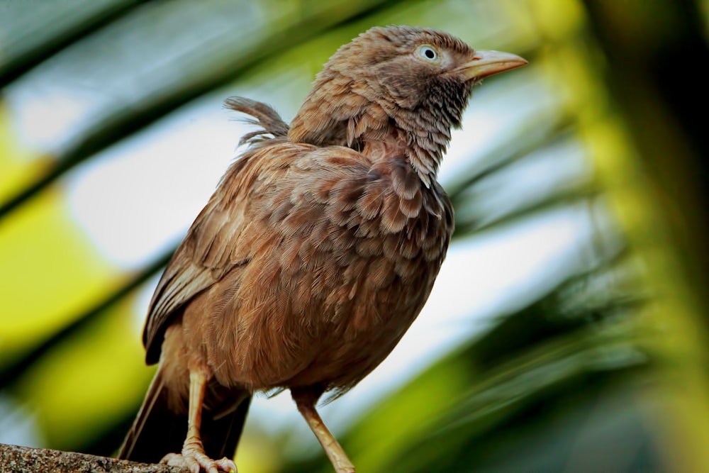 a brown bird sitting on top of a tree branch