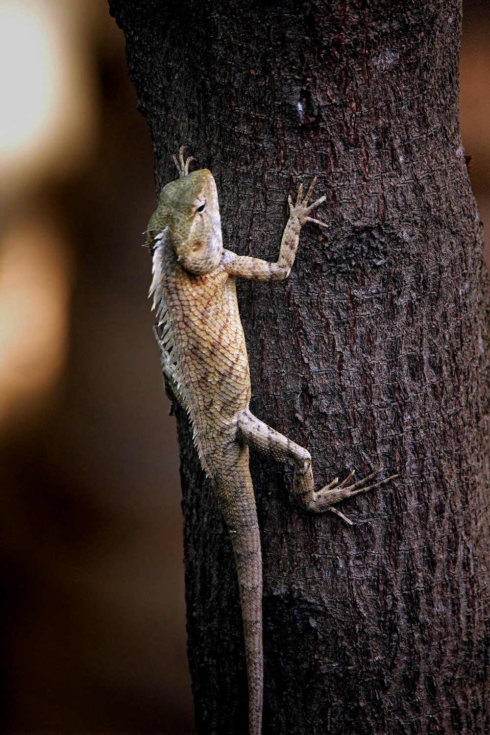 a lizard climbing up the side of a tree