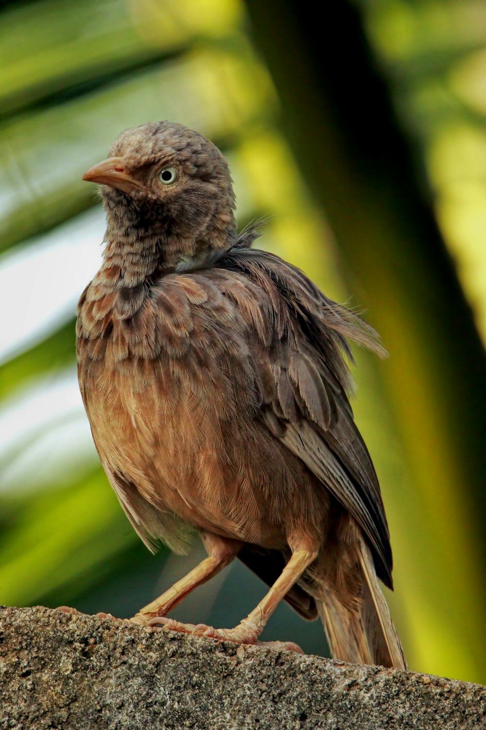 a brown bird sitting on top of a rock