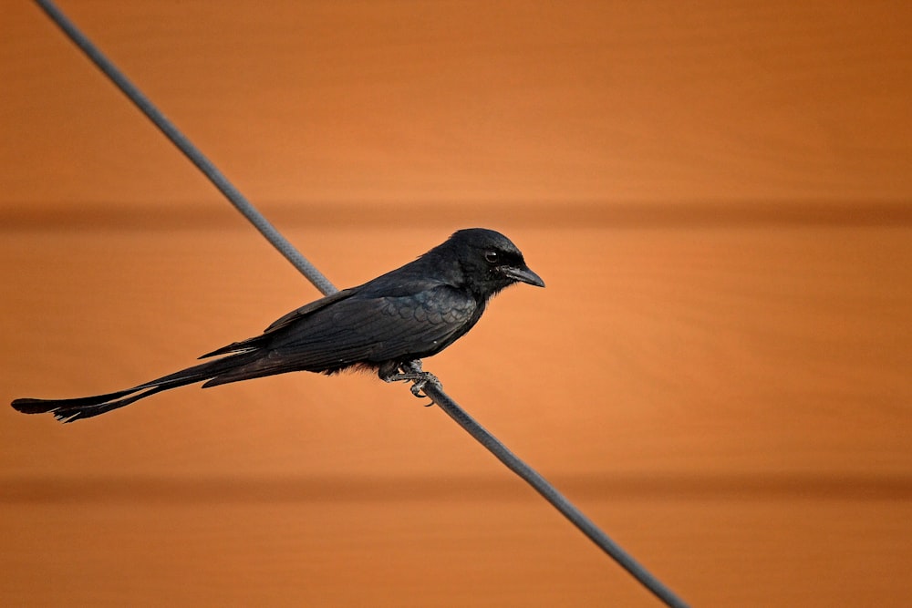 a black bird sitting on top of a wire