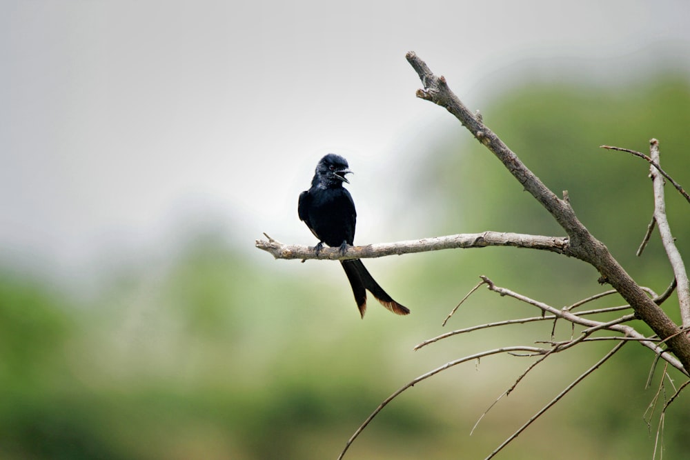 a small black bird sitting on top of a tree branch