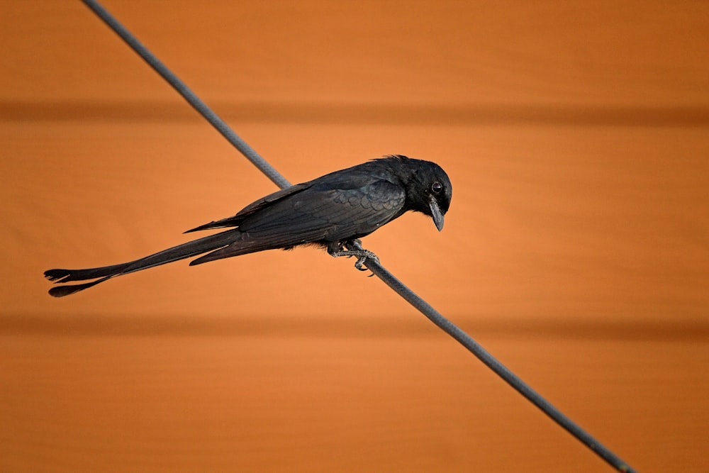 a black bird sitting on top of a wire