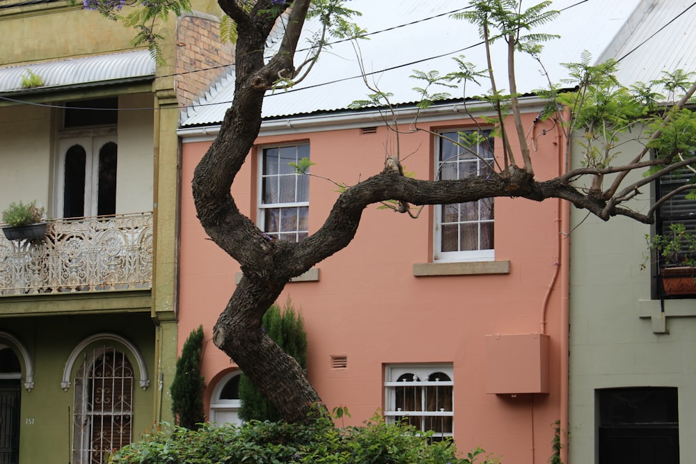 a tree in front of a building with a balcony
