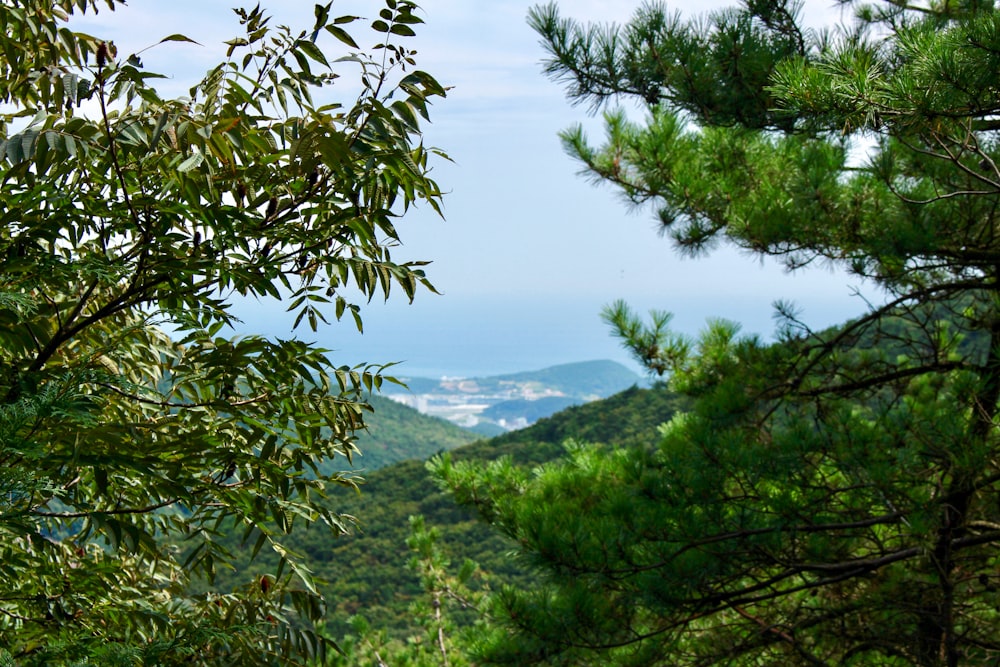 a view of the mountains through the trees