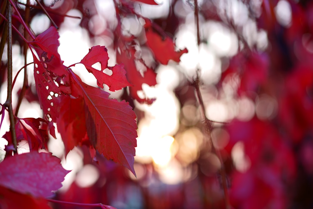 a close up of red leaves on a tree
