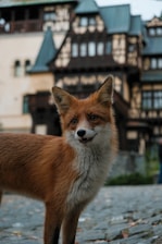 A fox stands on a cobblestone path with an old, ornate building in the background. The building has a mixture of dark wooden beams and lighter walls, with several peaked roofs and decorative details.