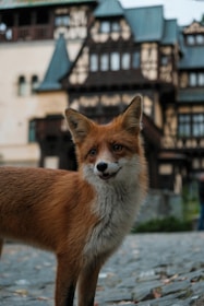 A fox stands on a cobblestone path with an old, ornate building in the background. The building has a mixture of dark wooden beams and lighter walls, with several peaked roofs and decorative details.