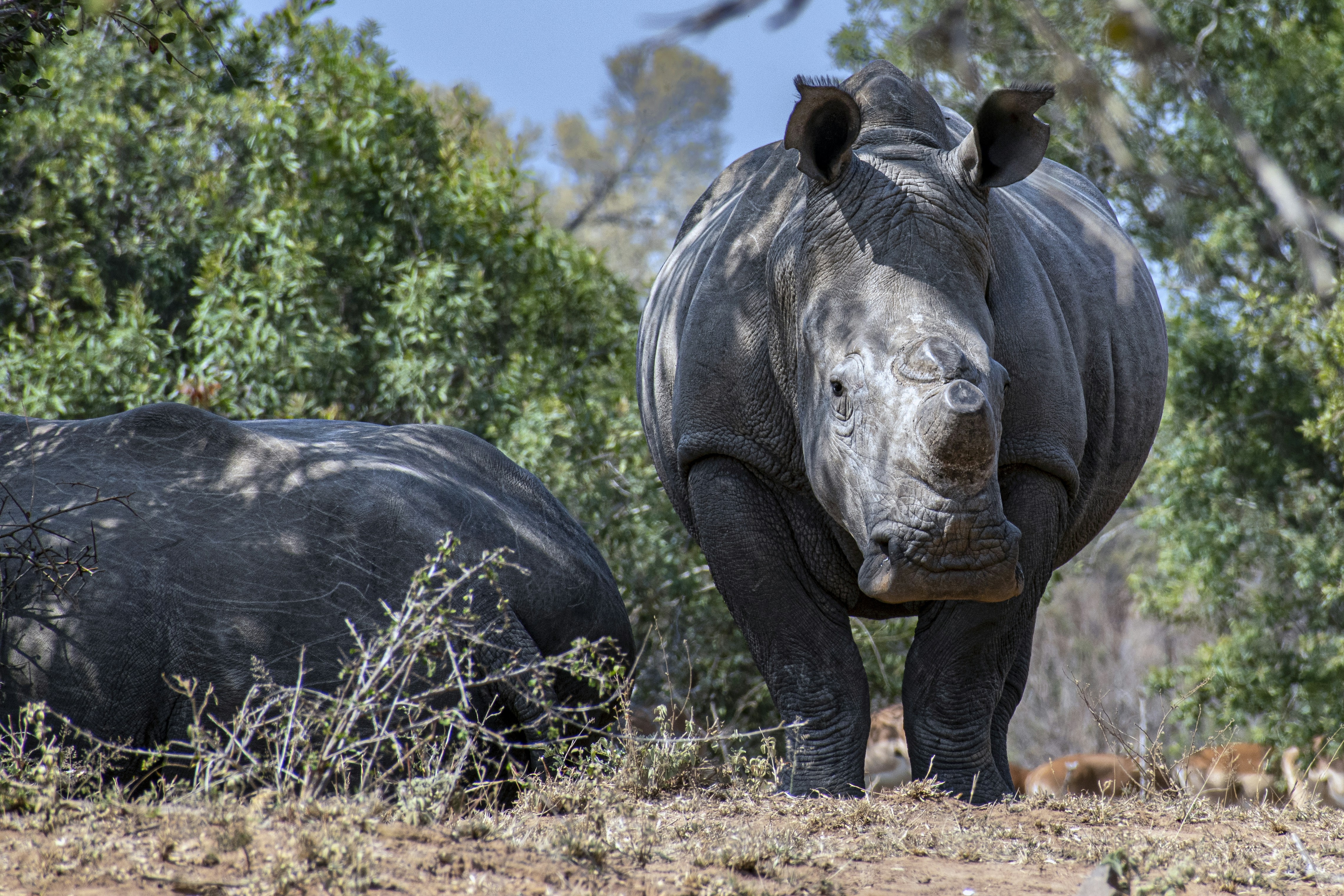 a rhinoceros and a rhinoceros in the wild