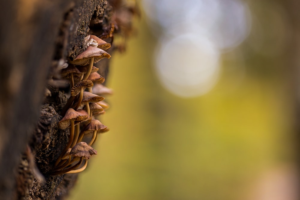 a group of mushrooms growing on a tree