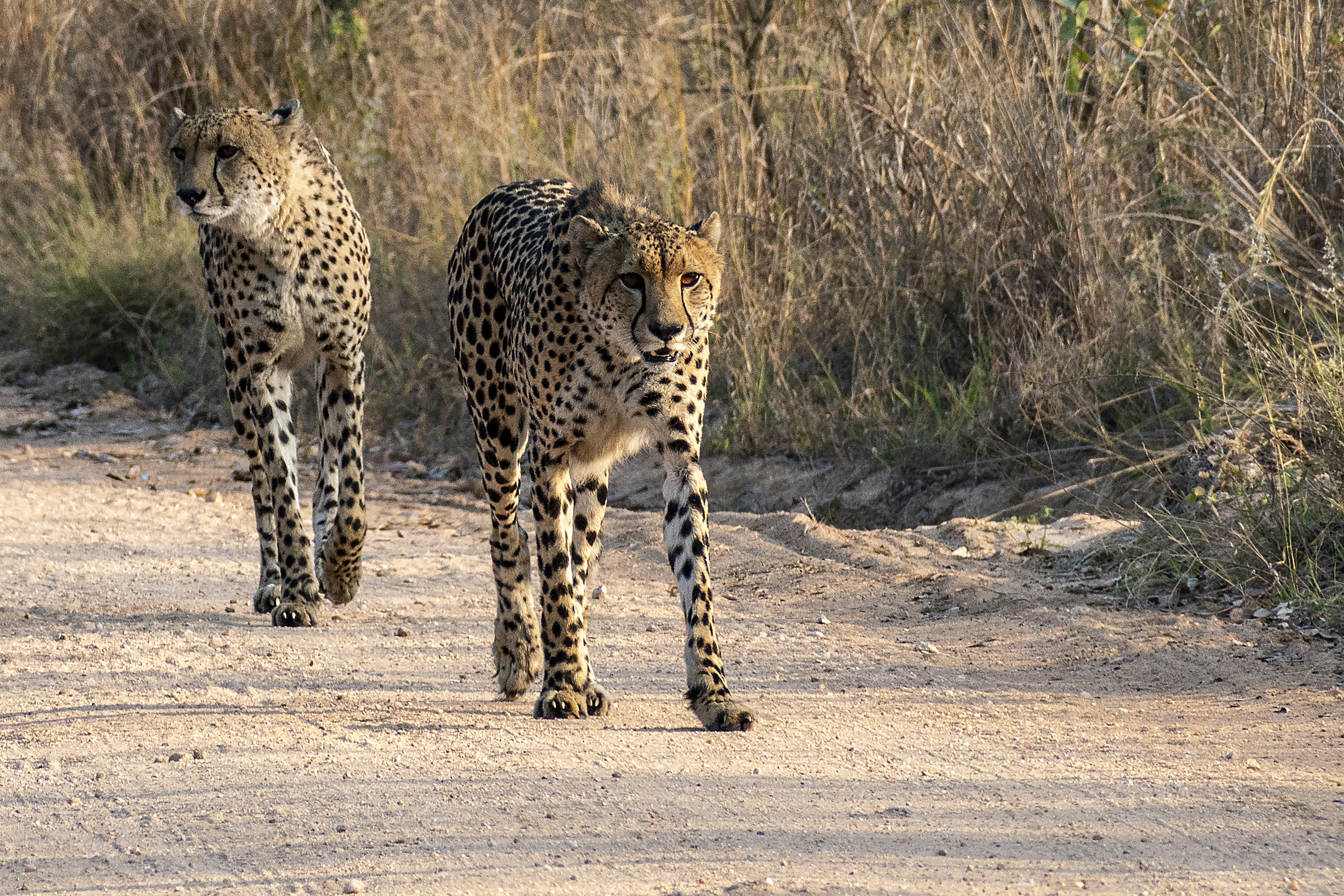 Kruger National Park - South Africa