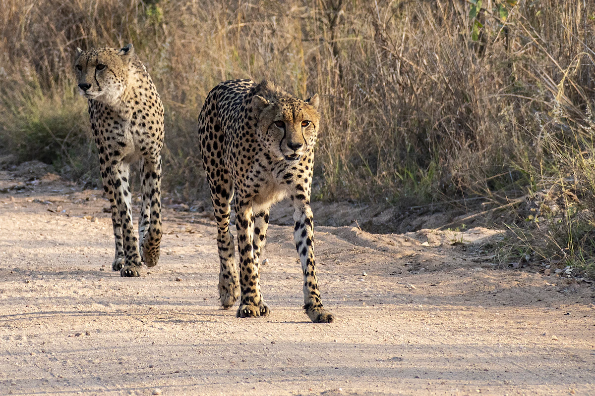 Two cheetahs walking down a dirt road
