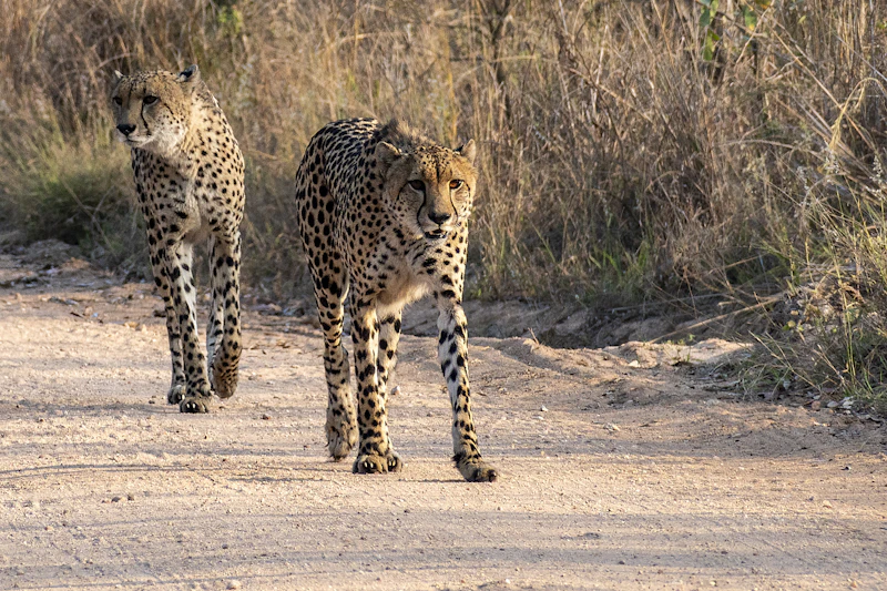 Two cheetahs walking down a dirt road