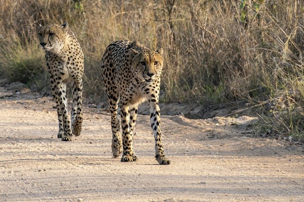 A couple of cheetah walking down a dirt road — Kruger, South Africa