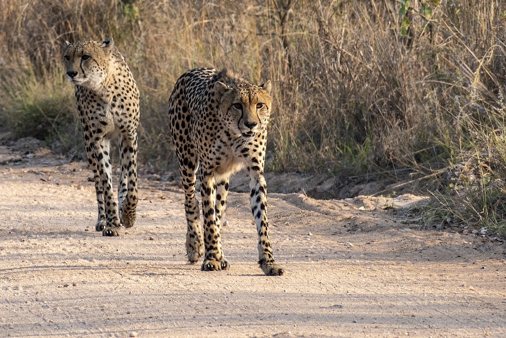 a couple of cheetah walking down a dirt road
