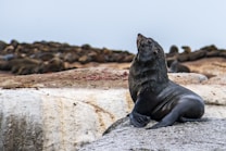A large seal is positioned on a rocky surface, gazing upwards. The seal is the focal point in the foreground, its wet, dark fur gleaming. In the background, more seals are scattered across the rocky landscape, partly blending into the environment.