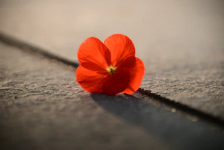 Close-up of a vibrant red product with textured details under soft lighting