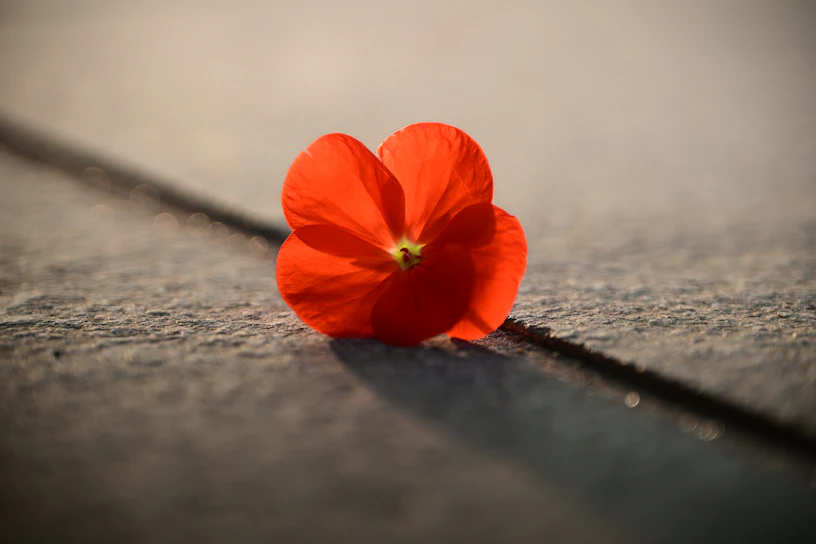 Close-up of a vibrant red product with textured details under soft lighting