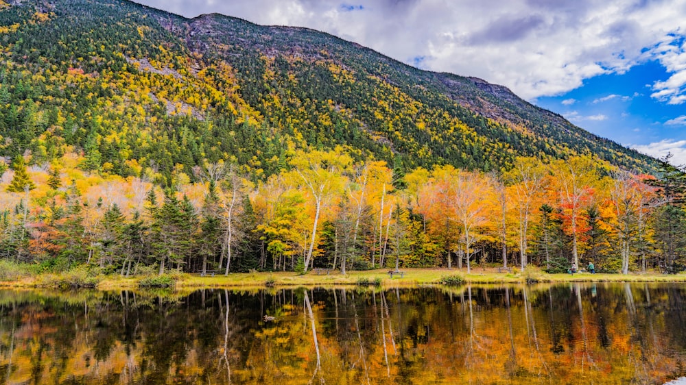 a lake surrounded by a forest filled with lots of trees