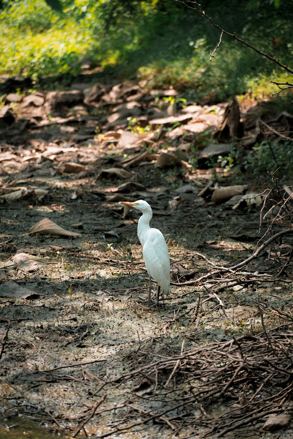 a white bird standing in the middle of a forest