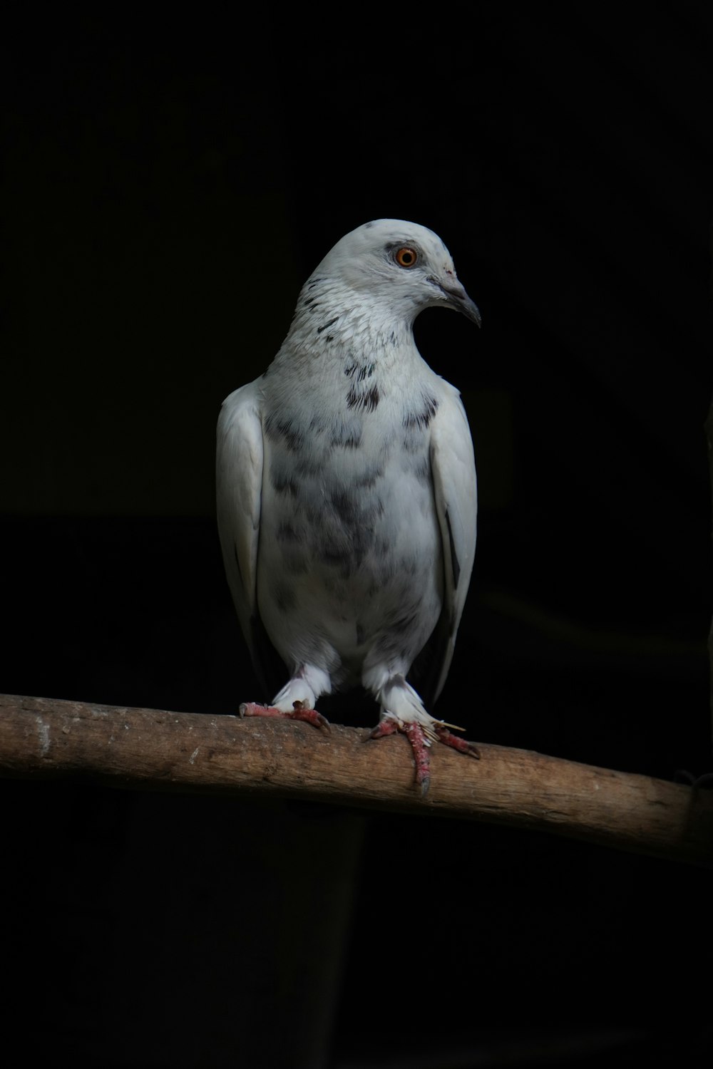 a white bird sitting on top of a wooden branch
