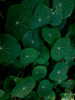 A cluster of large, round green leaves with prominent veins radiating from the center, creating a striking pattern. The leaves are layered closely together, forming a dense green foliage that gives an impression of lushness and vibrancy.