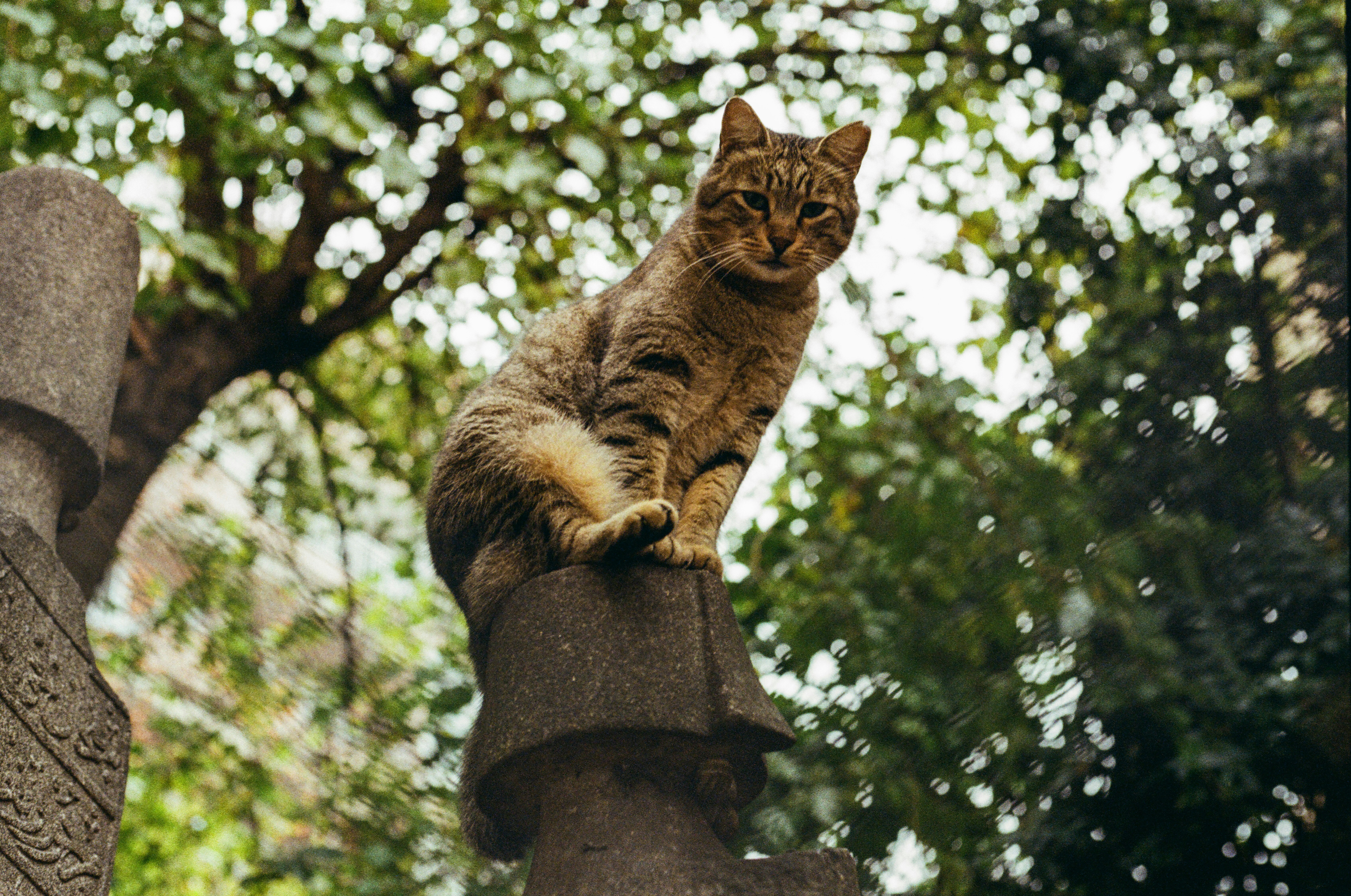Geoffroy’s Cats: South America’s Agile Adventurers (image credits: unsplash)