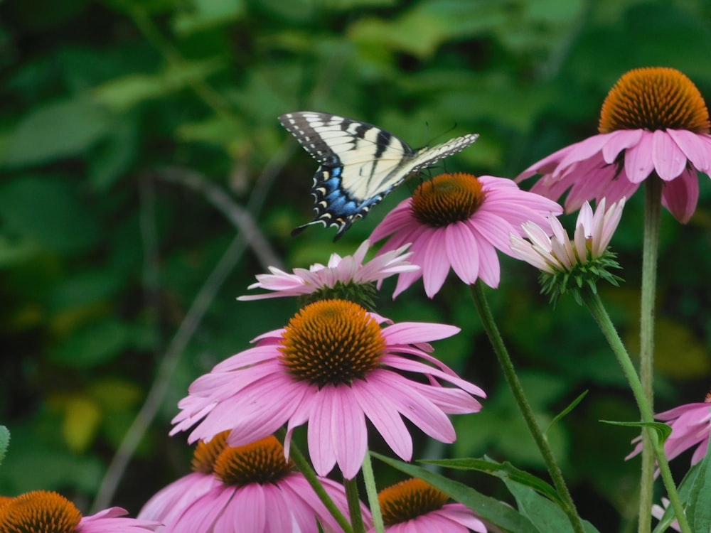 a blue and white butterfly sitting on a pink flower